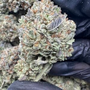 GELATO KING(1786) $600