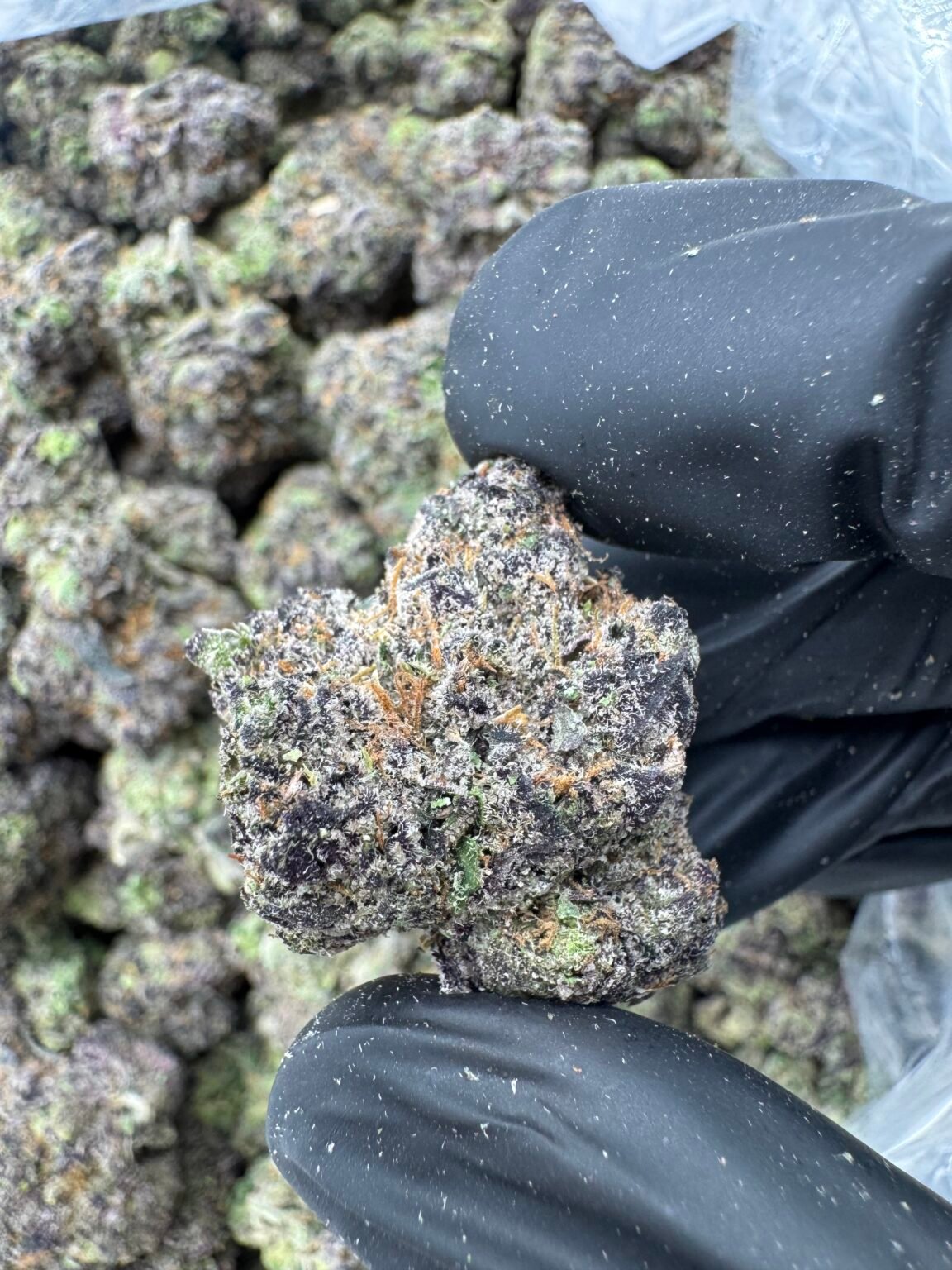 GELATO(1856) $925