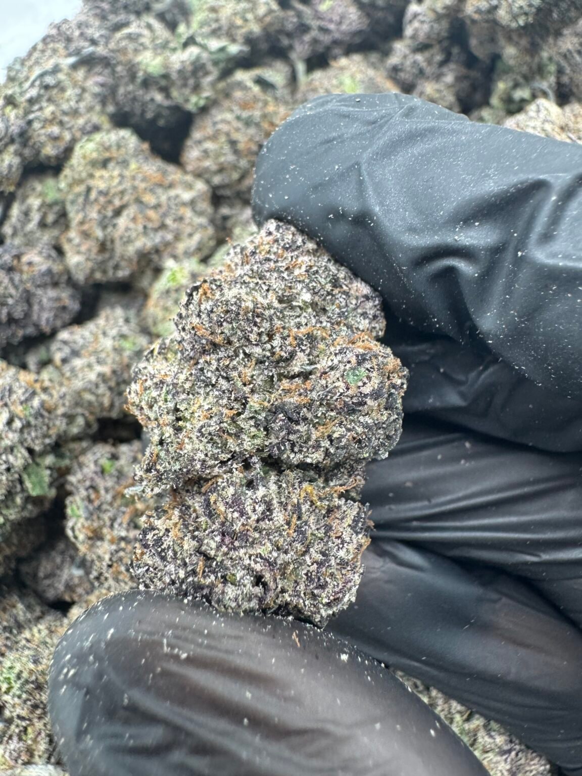 POISON GELATO(1977) $950