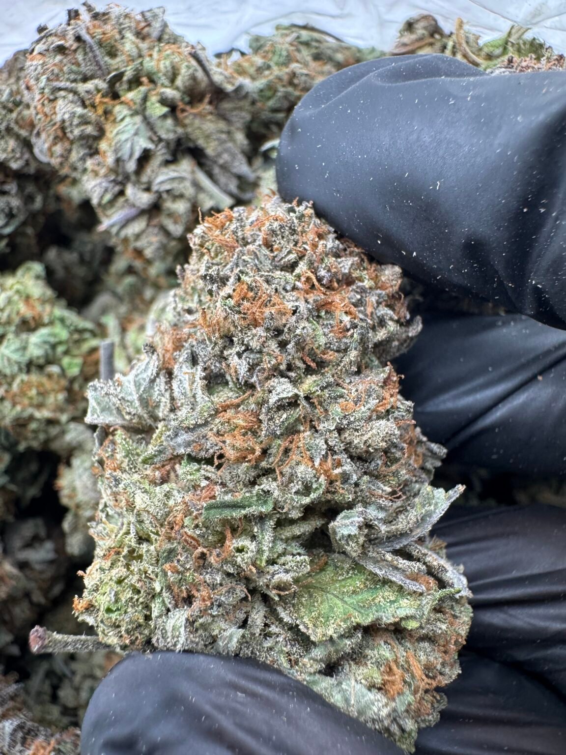 BUBBA$700