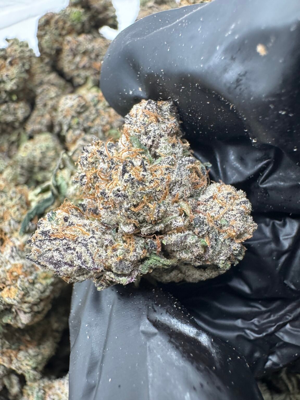 GIRL SCOUT COOKIEZ(262) $775